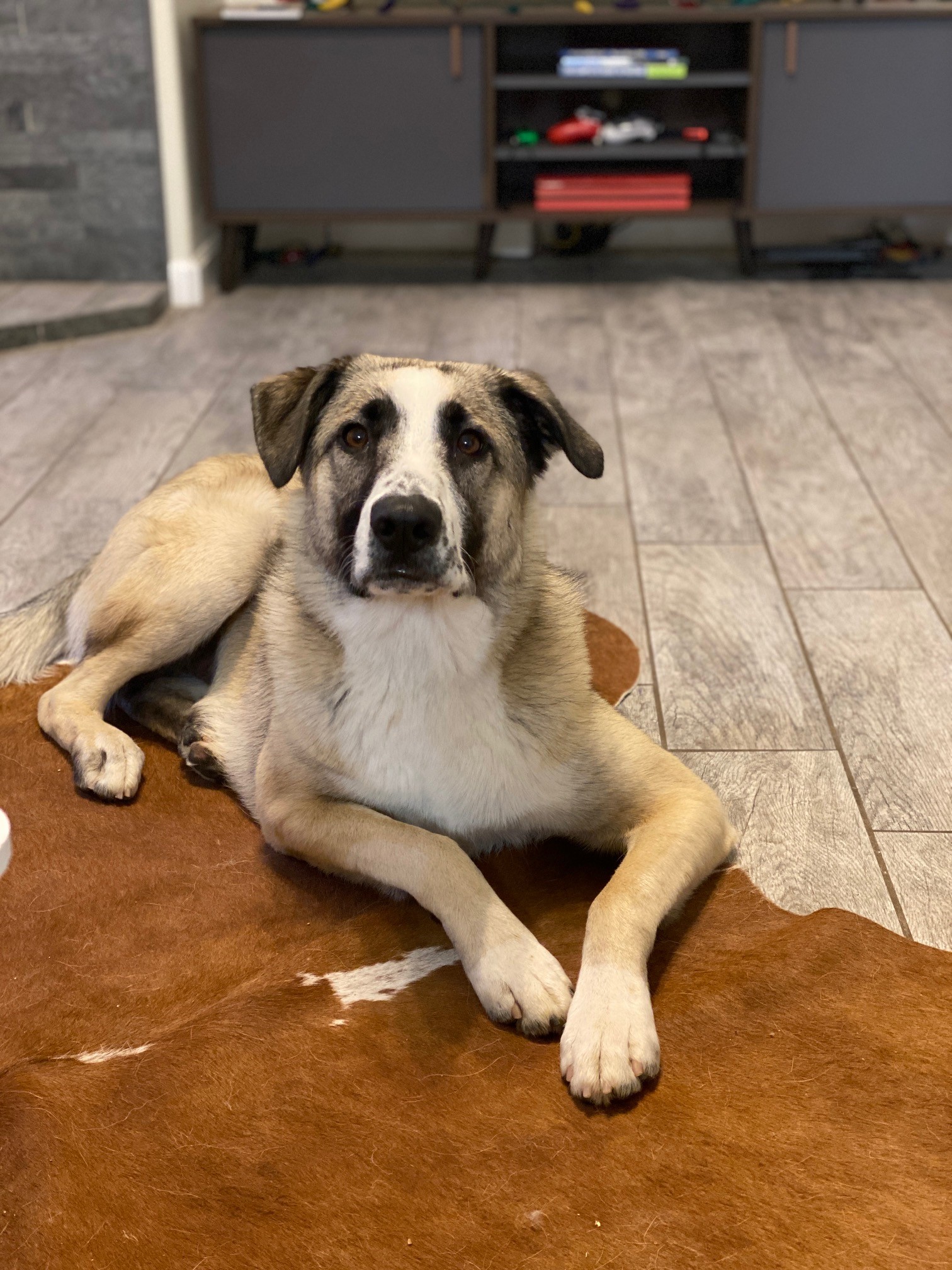 Say Hello to CJ's Furry Friends Volume One